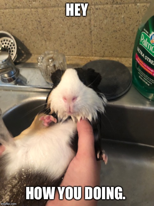 Funny Guinea pig | HEY; HOW YOU DOING. | image tagged in guinea pig,bathtub | made w/ Imgflip meme maker