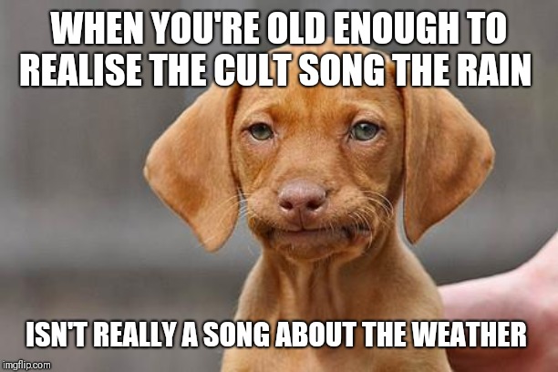 Dissapointed puppy | WHEN YOU'RE OLD ENOUGH TO REALISE THE CULT SONG THE RAIN; ISN'T REALLY A SONG ABOUT THE WEATHER | image tagged in dissapointed puppy | made w/ Imgflip meme maker