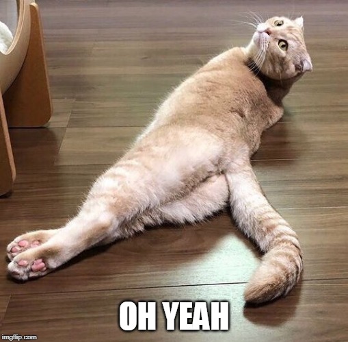 Sexy Cat | OH YEAH | image tagged in sexy cat | made w/ Imgflip meme maker