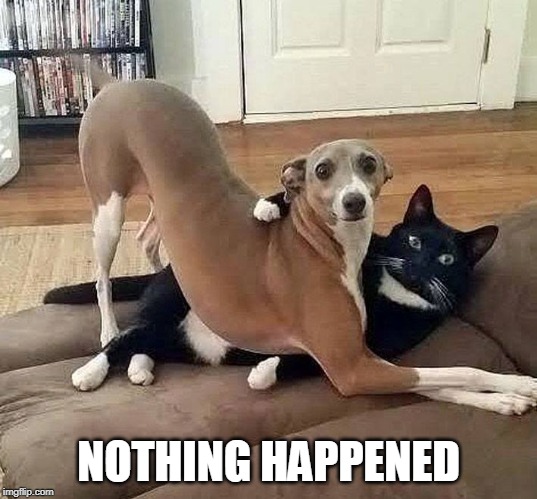 I SWEAR | NOTHING HAPPENED | image tagged in cats,funny,cat,dog | made w/ Imgflip meme maker