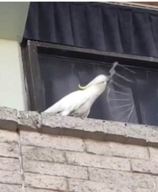 High Quality cockatoo tears up spikes Blank Meme Template