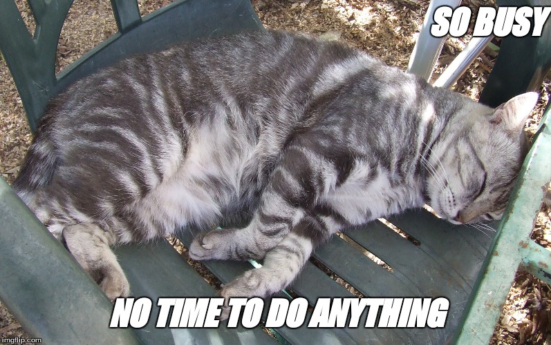 Busy cat ( Oliver ) | SO BUSY; NO TIME TO DO ANYTHING | image tagged in cats,cats sleeping,cats cute | made w/ Imgflip meme maker