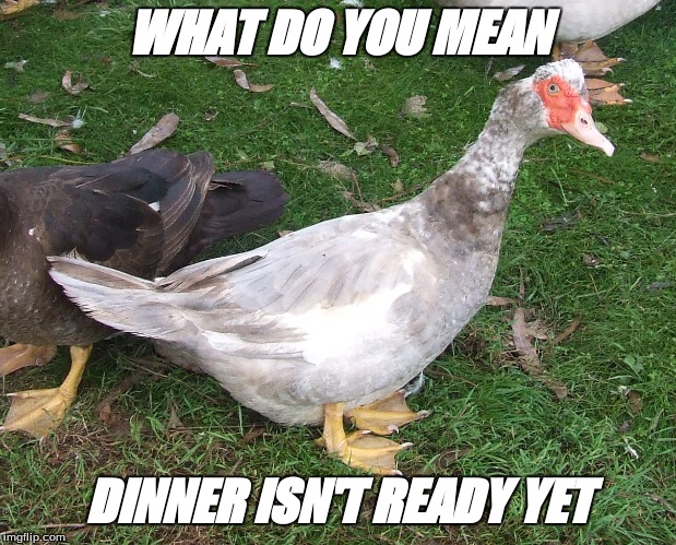 Funny Duck | WHAT DO YOU MEAN; DINNER ISN'T READY YET | image tagged in funny duck | made w/ Imgflip meme maker