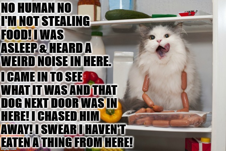 I'M NOT STEALING | NO HUMAN NO I'M NOT STEALING FOOD! I WAS ASLEEP & HEARD A WEIRD NOISE IN HERE. I CAME IN TO SEE WHAT IT WAS AND THAT DOG NEXT DOOR WAS IN HERE! I CHASED HIM AWAY! I SWEAR I HAVEN'T EATEN A THING FROM HERE! | image tagged in i'm not stealing | made w/ Imgflip meme maker