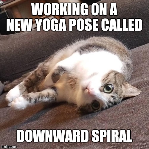 Ziggy's Downward Spiral | WORKING ON A NEW YOGA POSE CALLED; DOWNWARD SPIRAL | image tagged in cute cats,yoga,cat,funny meme,funny cats,animals | made w/ Imgflip meme maker