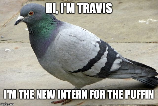 popular opinion pidgeon | HI, I'M TRAVIS; I'M THE NEW INTERN FOR THE PUFFIN | image tagged in popular opinion pidgeon | made w/ Imgflip meme maker