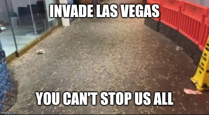 The Great Cricket Invasion | INVADE LAS VEGAS; YOU CAN'T STOP US ALL | image tagged in las vegas,biblical,crickets,invasion,news,trending | made w/ Imgflip meme maker