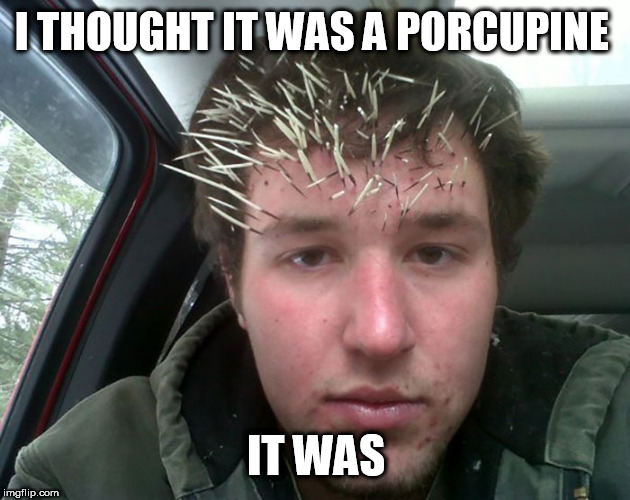 porcupine | I THOUGHT IT WAS A PORCUPINE; IT WAS | image tagged in porcupine | made w/ Imgflip meme maker