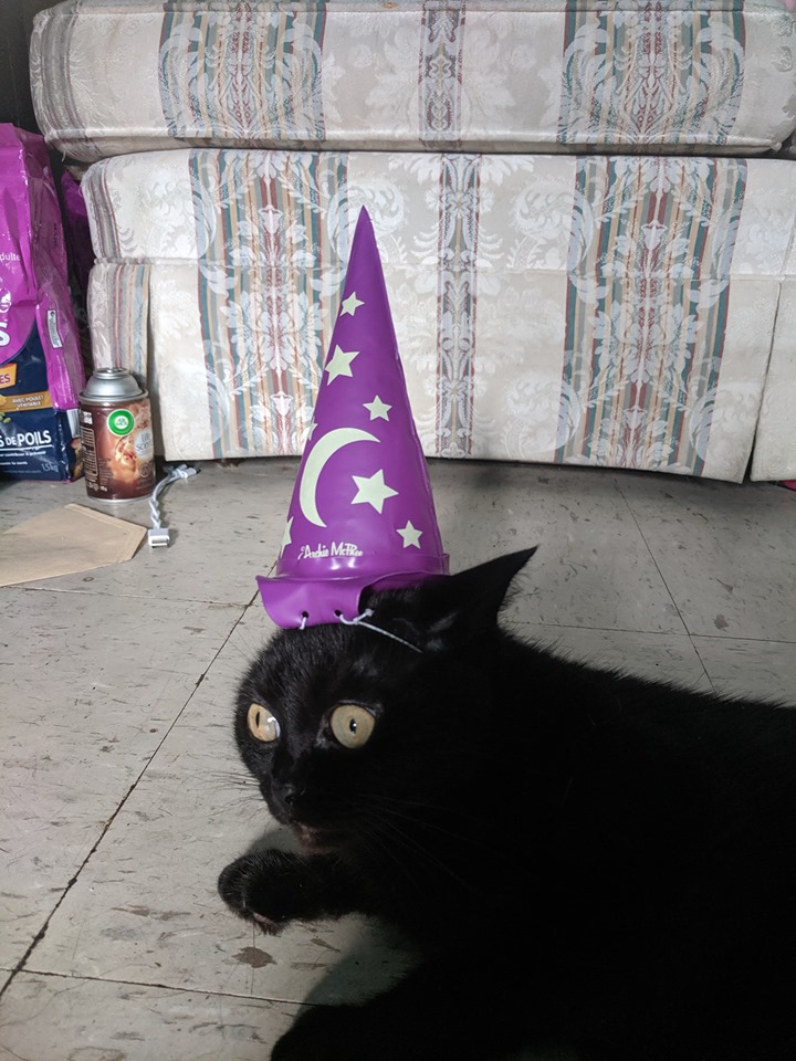 High Quality Traumatized Wizard Cat Blank Meme Template