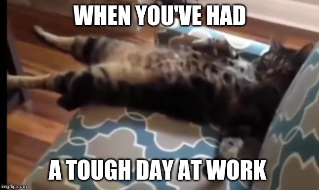 Life is hard for this cat | WHEN YOU'VE HAD; A TOUGH DAY AT WORK | image tagged in funny cats,funny cat memes | made w/ Imgflip meme maker