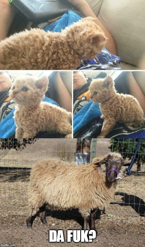 IS THAT A BABY SHEEP? | DA FUK? | image tagged in cats,kitten,sheep | made w/ Imgflip meme maker