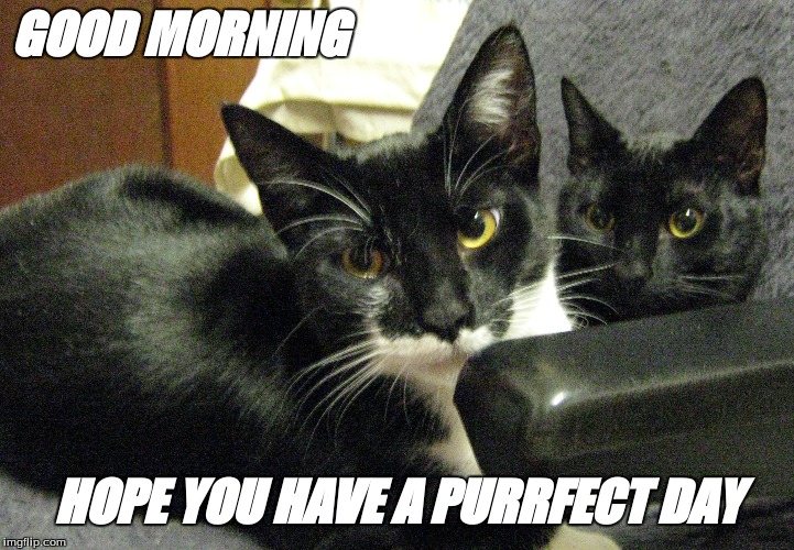 Hope you have a purrfect day | GOOD MORNING; HOPE YOU HAVE A PURRFECT DAY | image tagged in good morning cats | made w/ Imgflip meme maker