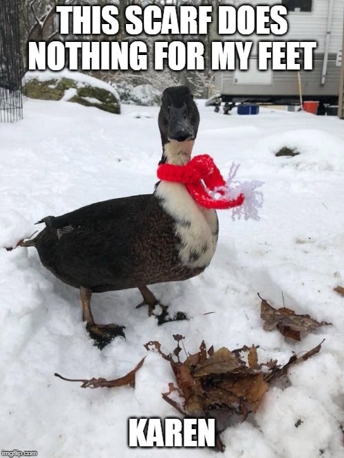 COLD FLIPPERS | THIS SCARF DOES NOTHING FOR MY FEET; KAREN | image tagged in duck,ducks | made w/ Imgflip meme maker