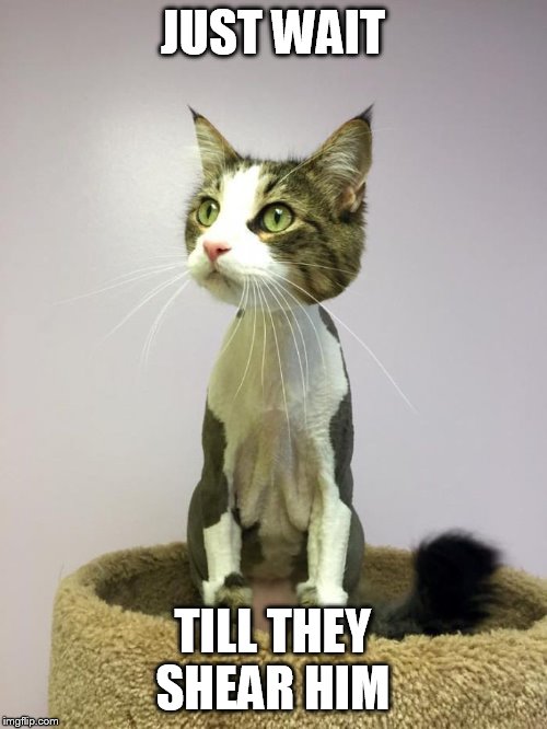 Shaved cat | JUST WAIT TILL THEY SHEAR HIM | image tagged in shaved cat | made w/ Imgflip meme maker