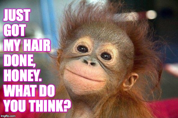 Those little moments that make or break your month. | JUST GOT MY HAIR DONE, HONEY. WHAT DO YOU THINK? | image tagged in memes,hair,im worth it | made w/ Imgflip meme maker