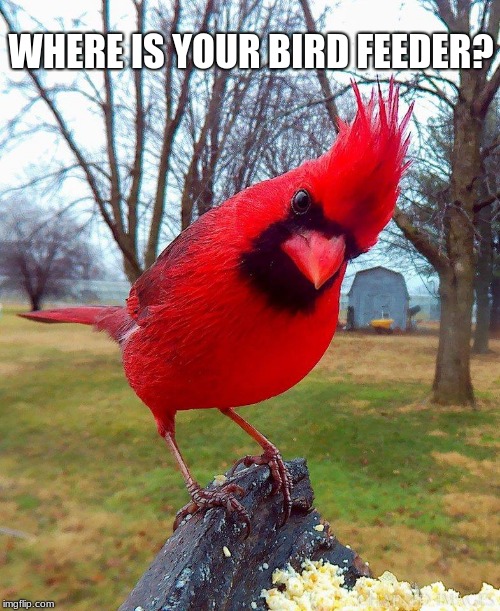 Well? | WHERE IS YOUR BIRD FEEDER? | image tagged in angry bird,feed your birds,freeloaders demand seeds,you expect me to eat bugs and worms,log off and feed me human,i am going to  | made w/ Imgflip meme maker