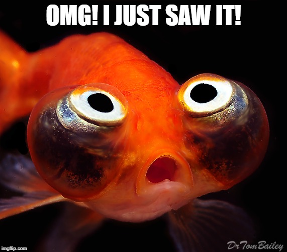 OMG! I JUST SAW IT! | image tagged in terrified goldfish | made w/ Imgflip meme maker