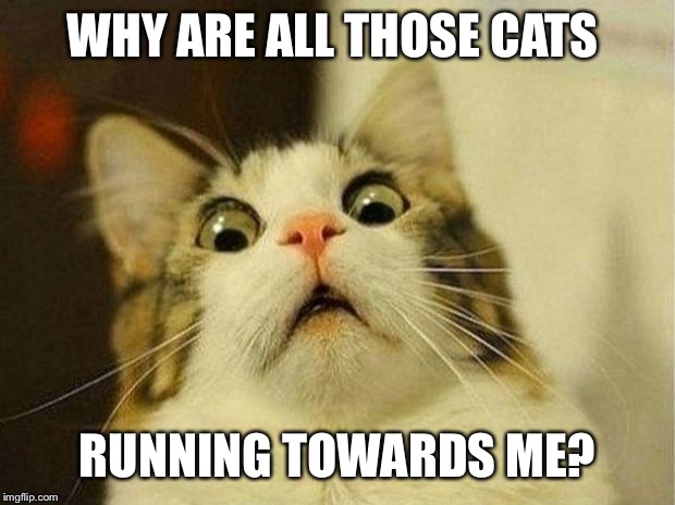 Scared Cat Meme | WHY ARE ALL THOSE CATS RUNNING TOWARDS ME? | image tagged in memes,scared cat | made w/ Imgflip meme maker