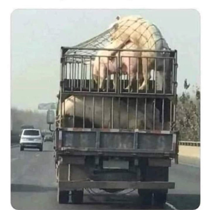 Hogs in the moment Blank Meme Template