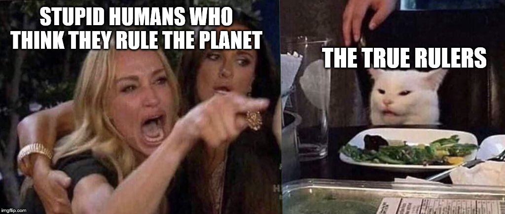 We have ruler this planet since before you left the trees you mongrel apes | STUPID HUMANS WHO THINK THEY RULE THE PLANET; THE TRUE RULERS | image tagged in woman yelling at cat | made w/ Imgflip meme maker