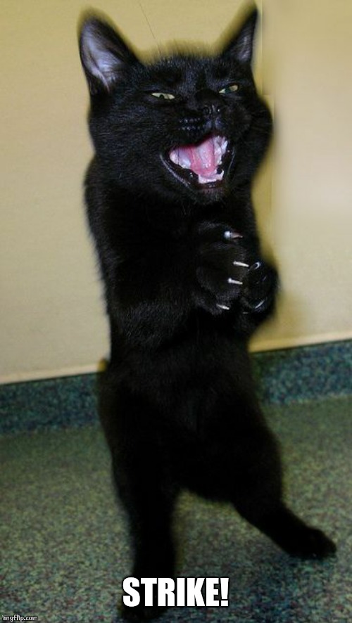 evil cat | STRIKE! | image tagged in evil cat | made w/ Imgflip meme maker