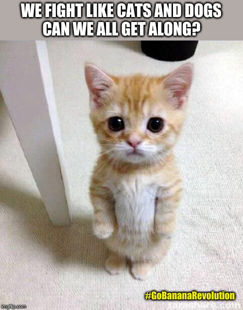 Cute Cat Meme | WE FIGHT LIKE CATS AND DOGS; CAN WE ALL GET ALONG? #GoBananaRevolution | image tagged in memes,cute cat | made w/ Imgflip meme maker