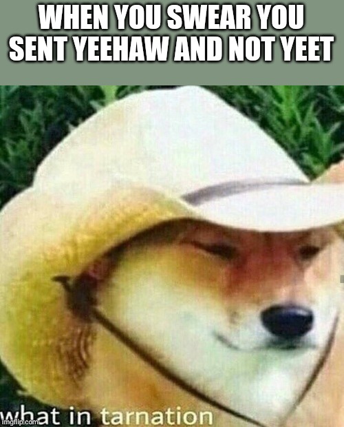 Doin me a confuse | WHEN YOU SWEAR YOU SENT YEEHAW AND NOT YEET | image tagged in what in tarnation dog,yeet,dog,what | made w/ Imgflip meme maker