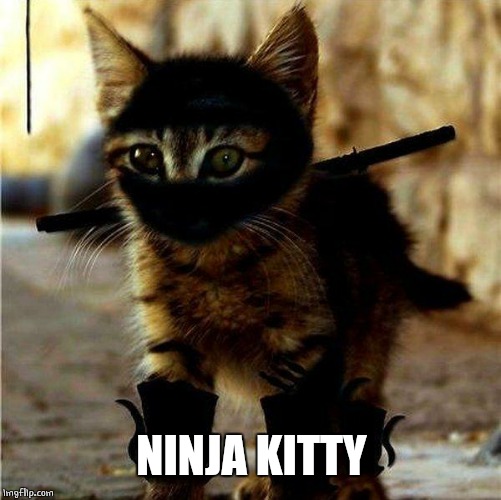 Ninja Cat | NINJA KITTY | image tagged in ninja cat | made w/ Imgflip meme maker