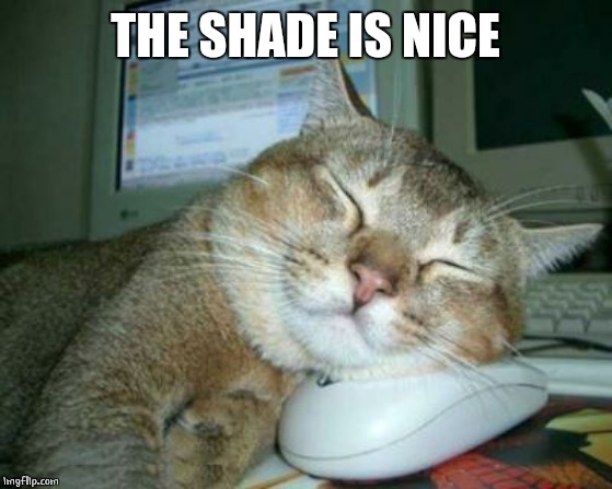 Sleepy Cat | THE SHADE IS NICE | image tagged in sleepy cat | made w/ Imgflip meme maker