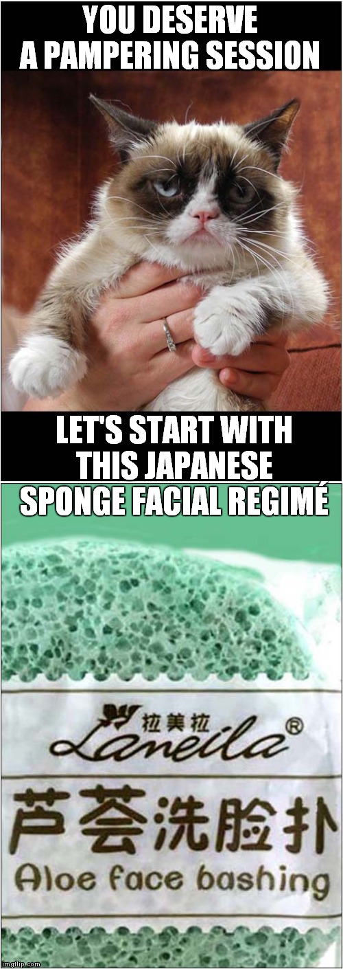 The 'Sponge of Violence' | YOU DESERVE A PAMPERING SESSION; LET'S START WITH THIS JAPANESE SPONGE FACIAL REGIMÉ | image tagged in cats,grumpy cat | made w/ Imgflip meme maker