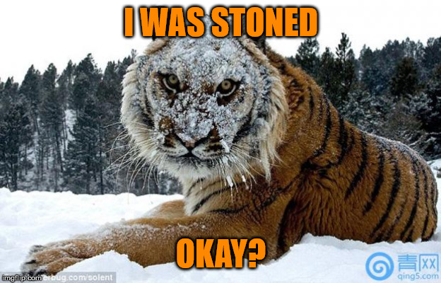 Cocaine Tiger | I WAS STONED OKAY? | image tagged in cocaine tiger | made w/ Imgflip meme maker