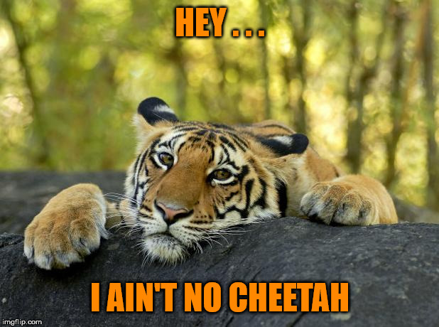 Confession Tiger | HEY . . . I AIN'T NO CHEETAH | image tagged in confession tiger | made w/ Imgflip meme maker