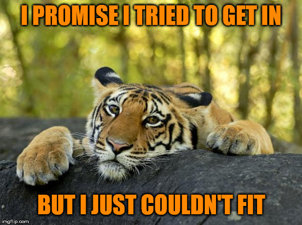 Confession Tiger | I PROMISE I TRIED TO GET IN BUT I JUST COULDN'T FIT | image tagged in confession tiger | made w/ Imgflip meme maker