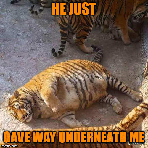 Fat Tiger | HE JUST GAVE WAY UNDERNEATH ME | image tagged in fat tiger | made w/ Imgflip meme maker