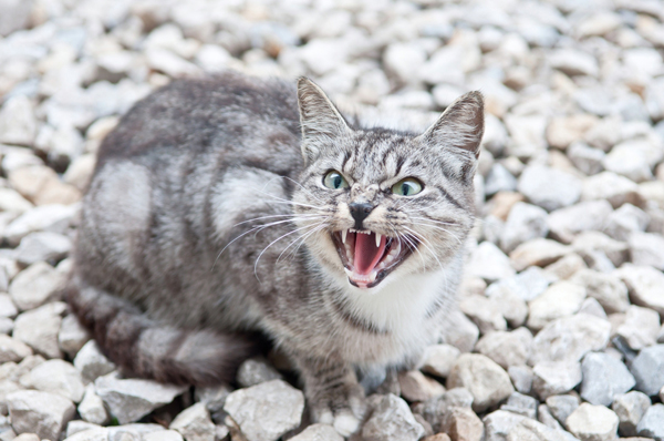 Hissing Cat Blank Meme Template