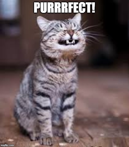 smiling cat | PURRRFECT! | image tagged in smiling cat | made w/ Imgflip meme maker