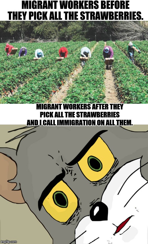 MIGRANT WORKERS BEFORE THEY PICK ALL THE STRAWBERRIES. MIGRANT WORKERS AFTER THEY PICK ALL THE STRAWBERRIES AND I CALL IMMIGRATION ON ALL THEM. | image tagged in migrant workers,memes,unsettled tom | made w/ Imgflip meme maker
