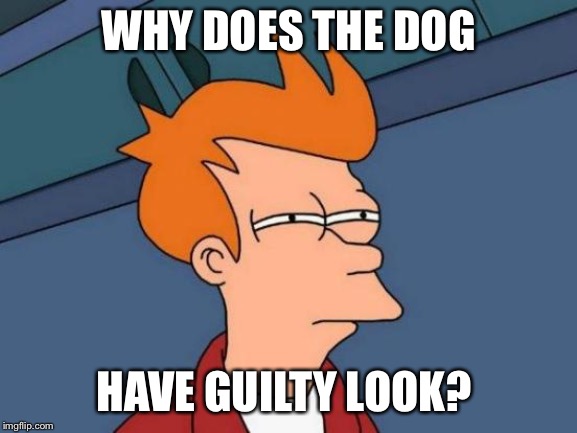 Futurama Fry Meme | WHY DOES THE DOG HAVE GUILTY LOOK? | image tagged in memes,futurama fry | made w/ Imgflip meme maker