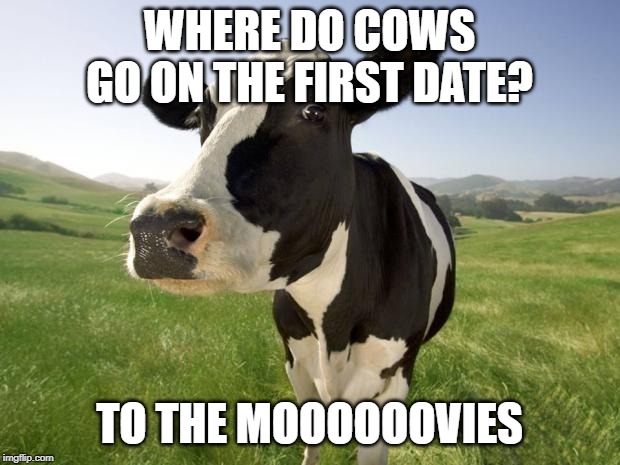 cow | WHERE DO COWS GO ON THE FIRST DATE? TO THE MOOOOOOVIES | image tagged in cow | made w/ Imgflip meme maker