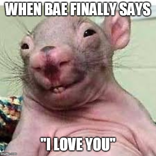 WHEN BAE FINALLY SAYS; "I LOVE YOU" | image tagged in funny,relationship goals | made w/ Imgflip meme maker