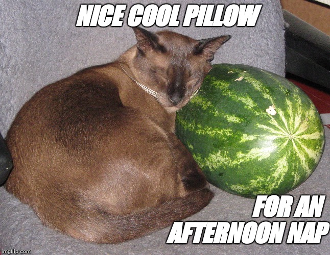 Afternoon nap | NICE COOL PILLOW; FOR AN 
AFTERNOON NAP | image tagged in funny cats | made w/ Imgflip meme maker