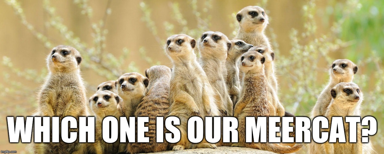 Meercats | WHICH ONE IS OUR MEERCAT? | image tagged in meercats | made w/ Imgflip meme maker