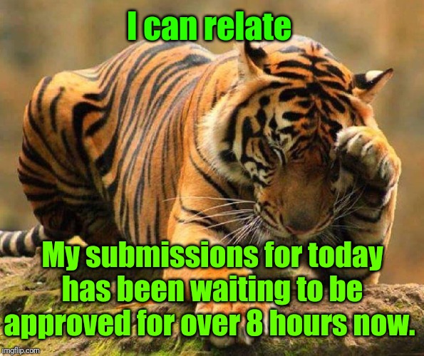 Tiger (face palm) | I can relate My submissions for today has been waiting to be approved for over 8 hours now. | image tagged in tiger face palm | made w/ Imgflip meme maker