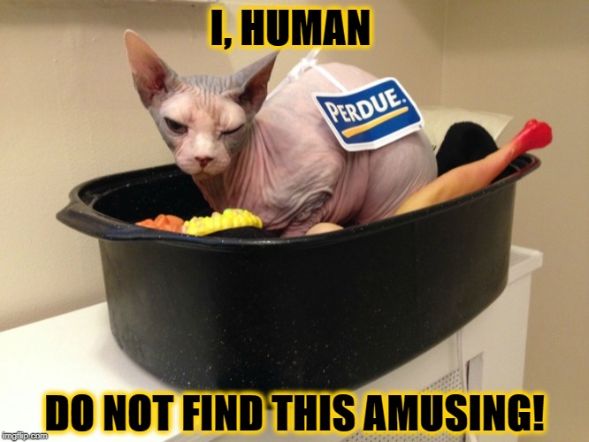 NOT AMUSED | I, HUMAN; DO NOT FIND THIS AMUSING! | image tagged in not amused | made w/ Imgflip meme maker