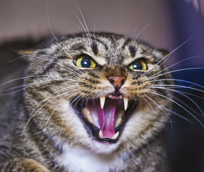 Adorable Anger Cat Meme Generator - Imgflip