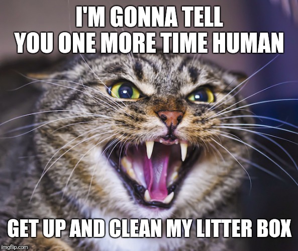 Psycho kitty wants the litter box cleaned and wants it cleaned right meow | I'M GONNA TELL YOU ONE MORE TIME HUMAN; GET UP AND CLEAN MY LITTER BOX | image tagged in angry cat,memes | made w/ Imgflip meme maker