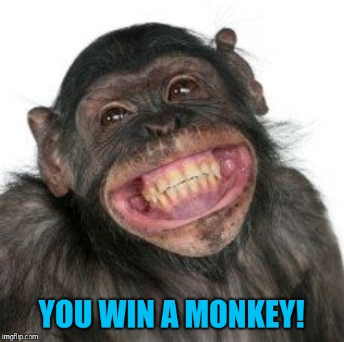 Grinning Chimp | YOU WIN A MONKEY! | image tagged in grinning chimp | made w/ Imgflip meme maker