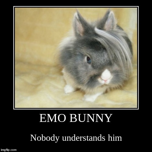 iTs NoT a PhAsE m0m | image tagged in funny,demotivationals,bunny | made w/ Imgflip demotivational maker