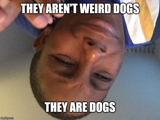 That's the  same thing | THEY AREN'T WEIRD DOGS THEY ARE DOGS | image tagged in that's the same thing | made w/ Imgflip meme maker
