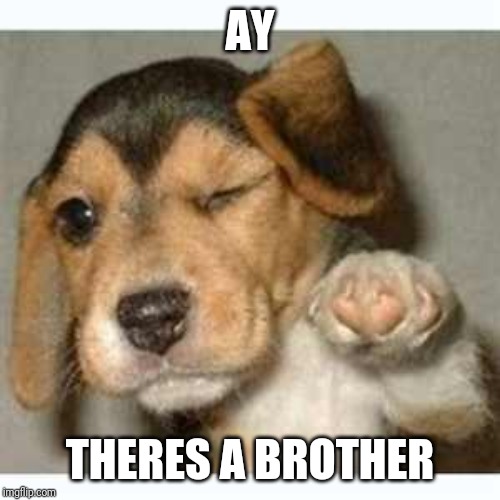 Fist bump puppy  | AY THERES A BROTHER | image tagged in fist bump puppy | made w/ Imgflip meme maker